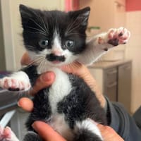 CARAMEL, chatte à adopter