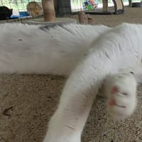 BISCUIT, chat à adopter