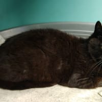 Tulipe, chatte à adopter
