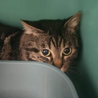 MICHEL, chat à adopter