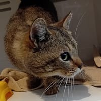 FÉLISIS, chat à adopter