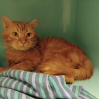BOLERO PAB28801, chat à adopter