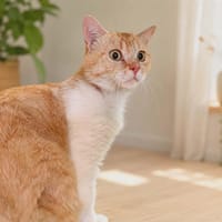ISIDORE QCT, chat à adopter