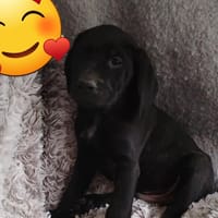 POPPI, chien à adopter
