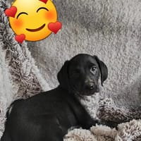 LASSIE, chienne à adopter