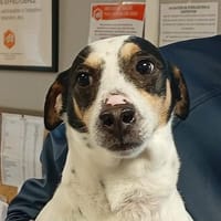 MILO, chien à adopter