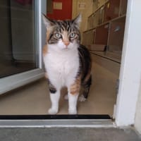 MOLLY PAB28755, chatte à adopter