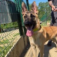 rex, chien à adopter