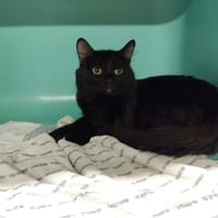 JUNGKOOK PAB28756, chat à adopter