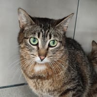 CHICKEN LOUISIANE QCT, chatte à adopter