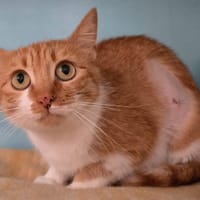 CAHUETE, chatte à adopter