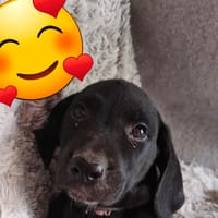 RÉMI, chien à adopter