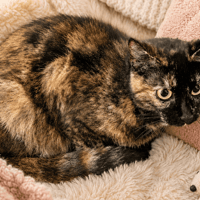 INES QCT, chatte à adopter