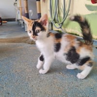 FRAISE, chatte à adopter