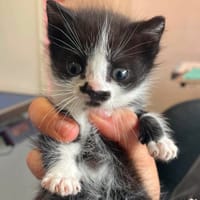 TOBY, chat à adopter