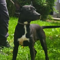 BILLY, chien à adopter