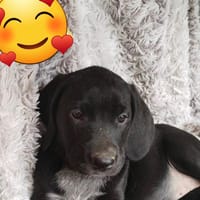 FARAH, chienne à adopter