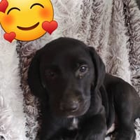 BENCO, chien à adopter