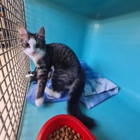 WUGGY, chat à adopter
