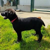 OEILLET QCN (Collier rouge), chien à adopter