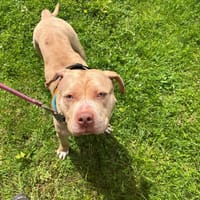 BULMA OAA20038, chienne à adopter