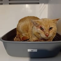 INCISIVE, chat à adopter