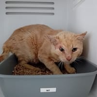 INCISIVE (réservé), chat à adopter