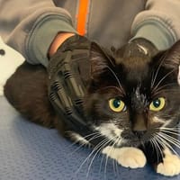 PRECIEUSE, chatte à adopter