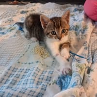 Keleanna, chatte à adopter