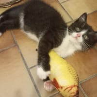 PARATY, chat à adopter