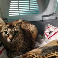 Lola, chatte à adopter
