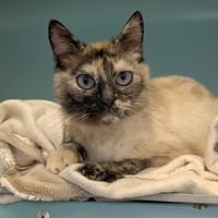 LUNA, chatte à adopter
