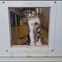 TAGADA, chatte à adopter