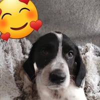 SAMY, chien à adopter