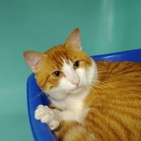 Marceau, chat à adopter