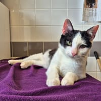 Roitelet, chat à adopter
