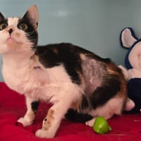 STELLA, chatte à adopter