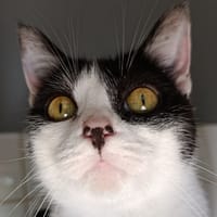 Cosby, chatte à adopter