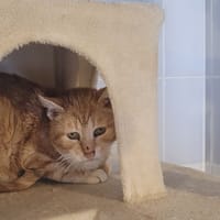 POGO, chat à adopter