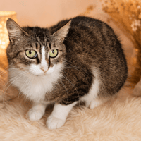 SUDO QCT, chat à adopter