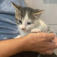 Rhum, chat à adopter