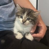 Georgette, chatte à adopter