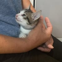 Hareng, chat à adopter