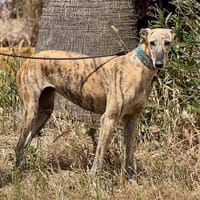 CARMELA, chienne à adopter