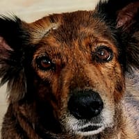 Zelda la caline, chienne à adopter