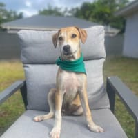 CARAMELA, Chiot Berger Créole, chienne à adopter