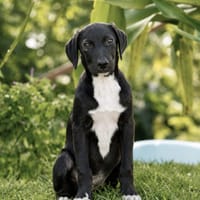 PORTOS, Berger Créole mâle 💙, chien à adopter