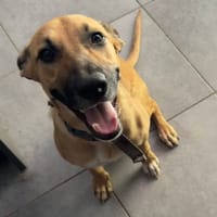 CIEL, Berger créole femelle, chienne à adopter