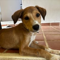 NILO, chiot Berger Créole mâle, chien à adopter