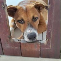 aloka le beau gosse créole, chien à adopter